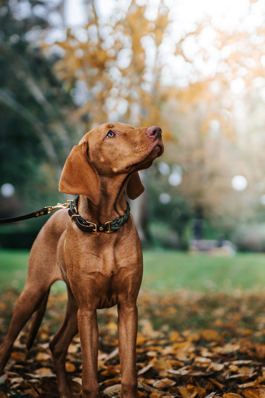 Signature Collar: Oh My Green!
