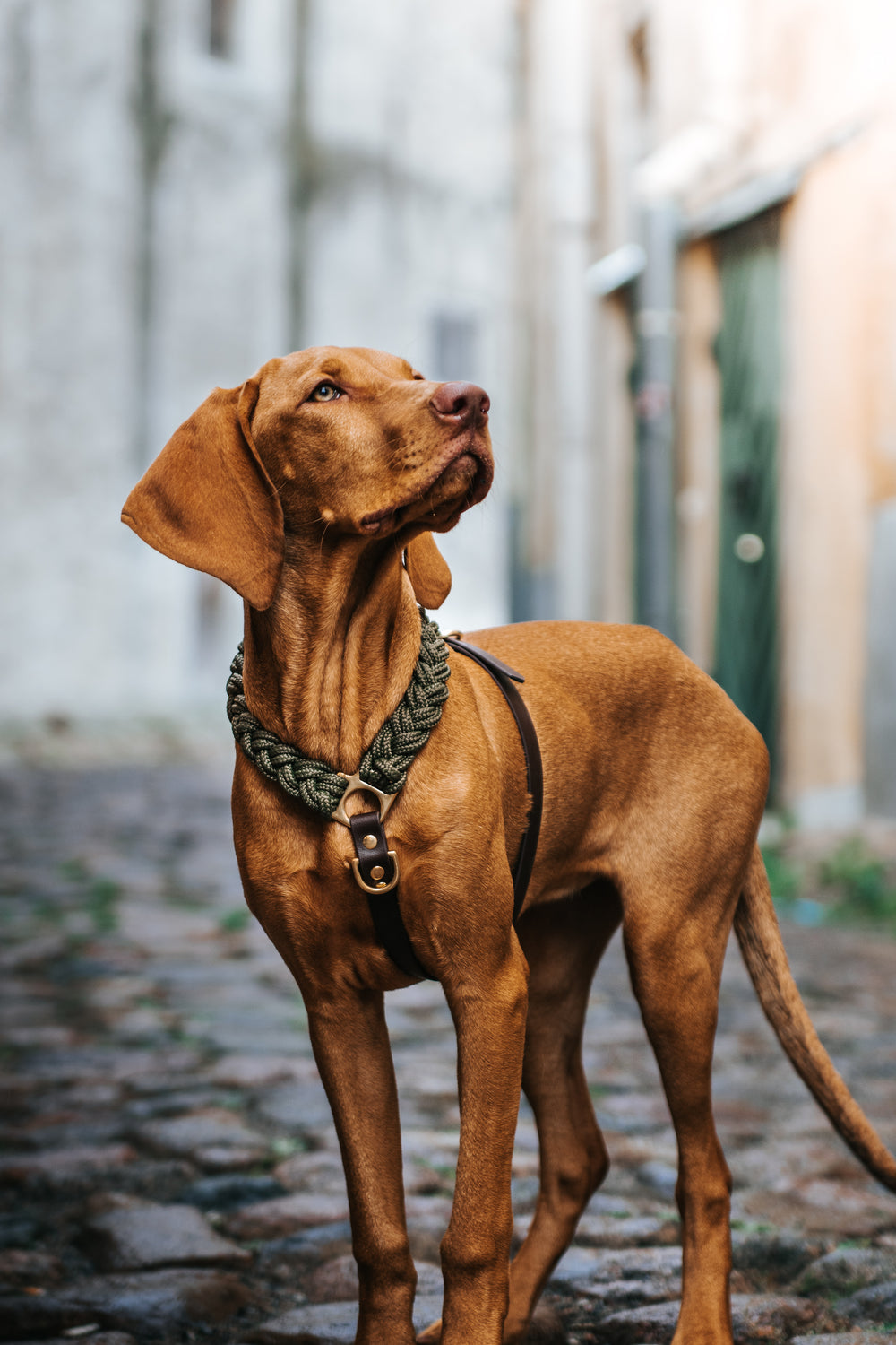 Signature Harness: Oh My Green!
