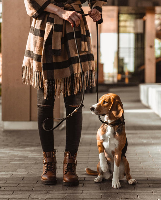 Slip lead: Puparazzi