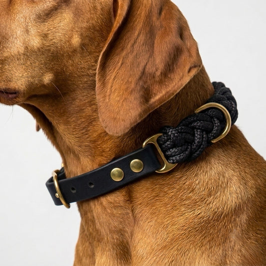Signature Collar: Puparazzi
