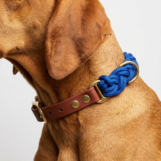 Signature Collar: Mr Blue