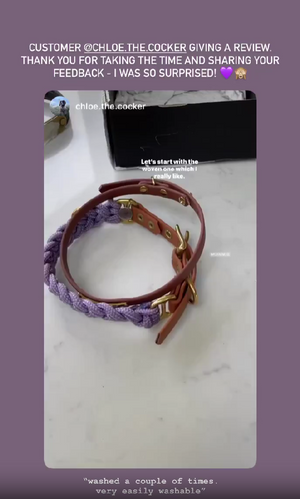@chloe.the.cocker
