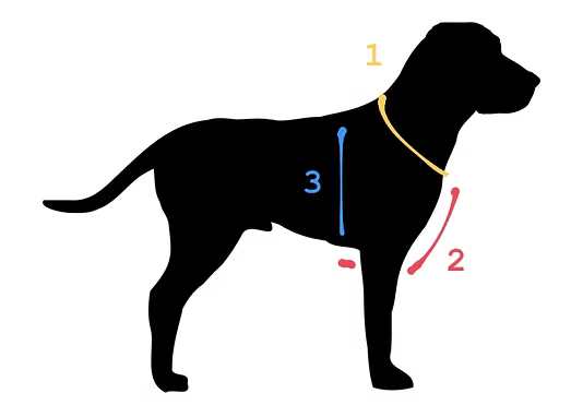 How to measure your dog